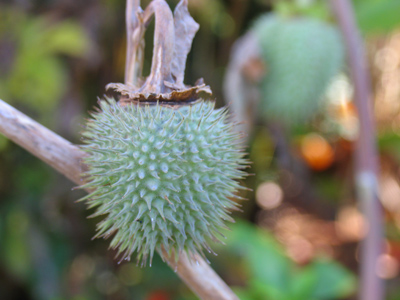 Nature`s subtle way of saying, `Don`t eat me.`