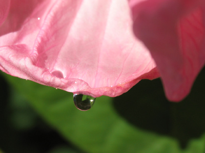 The petals drop so quietly, The listening will stifle the sound. CHIHUN CHO