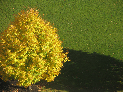 The colors of summer and fall.