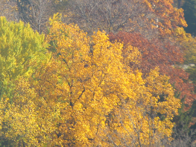 The colors of fall and winter.