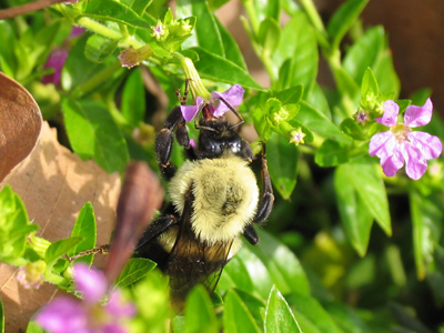 More of a tumblebee:  he didn`t do much flying.