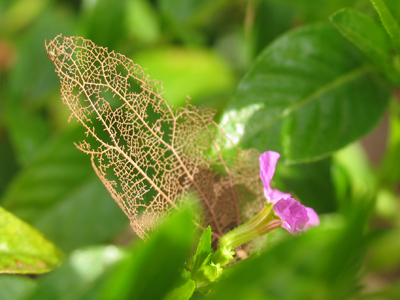 Fragile remnant of a fleeting life.