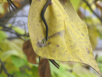 How irritating!  (See October 13)