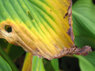 The end of the leaf.  Get it?  The END of the leaf.