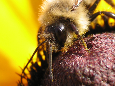 It would be really rough if you were a bee and you were allergic to pollen.