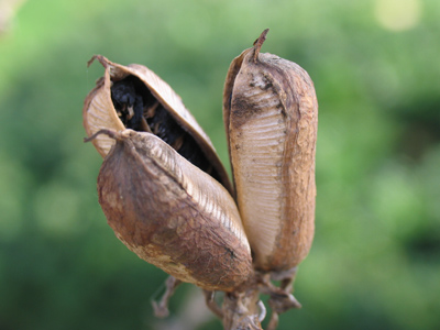 Whatever these are, they`ve looked dead like this since the spring.