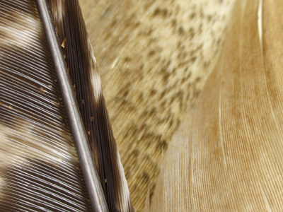 Birds of different feathers sometimes flock together.