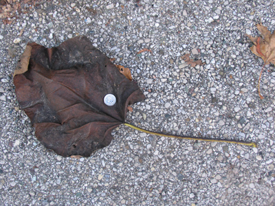 The mega-leaf of the day:  that`s a quarter on it.