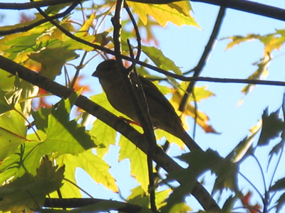 Feathers and leaves.