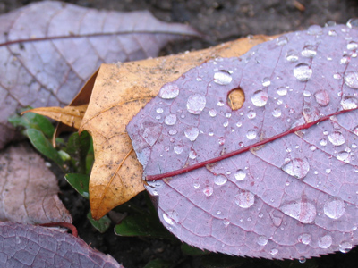 Here is a poem that my lady sent down one morning while I was away, wrote on the back of a leaf that she found somewhere around Monterey.