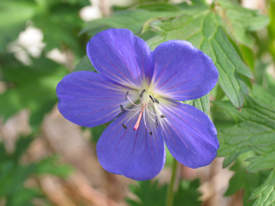 In other places beauty is above, but where I live the most worthwhile sights are below knee level.