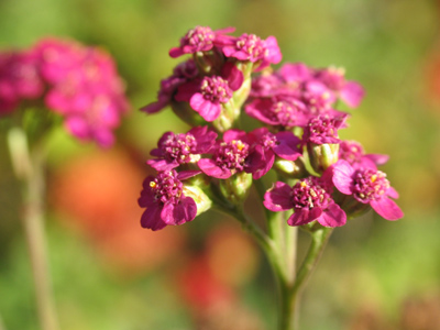 Too small to notice the approach of winter.