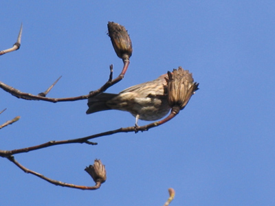  . . . and some are gulpers.