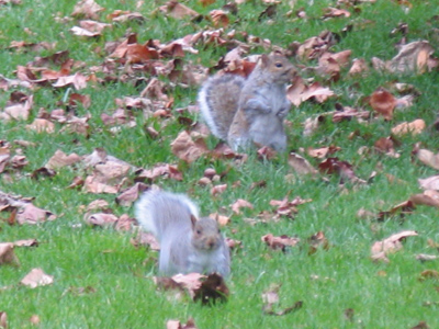 `So didja hear the one about the two squirrels . . . `
