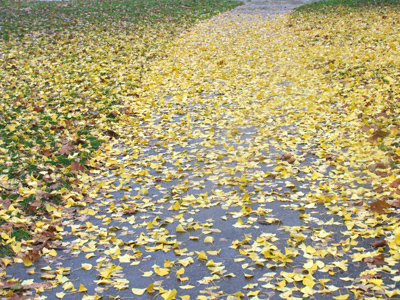 As if you couldn`t tell from yesterday`s pictures, it has been raining lately.