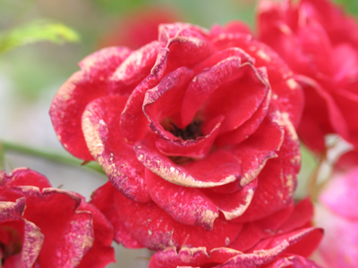 Rough winds do shake the darling buds of May, and summer`s lease hath all too short a date. WILLIAM SHAKESPEARE