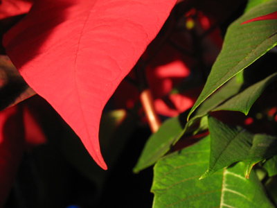 I can`t pronounce the name of this flower (since I don`t speak Mexican).