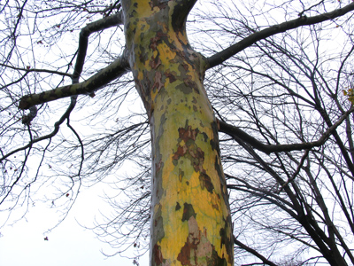 The tree that goes with any outfit.