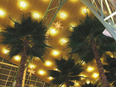 O Tannenpalm, O Tannenpalm!