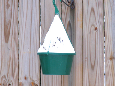 MY PETUNIAS!!  [I hate winter.]