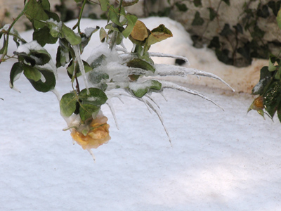 Frigid blossoms.