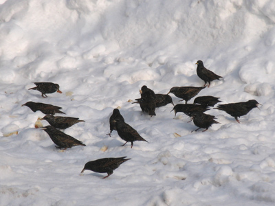 Have I mentioned that black and white photography can be very compelling?