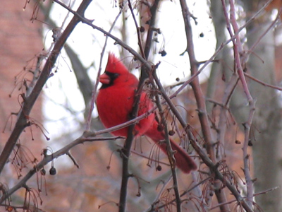 Personally, I would`ve flown south long ago.