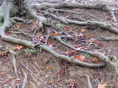 It`s that irregularity that makes them interesting.