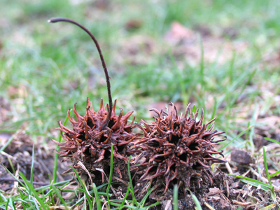Ever stretching the boundaries of art, I strapped the camera onto my shoe this morning.