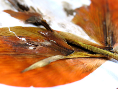 My first attempt at pressing flowers didn`t turn out very well.