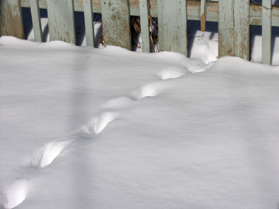 So that`s how the varmint got away.