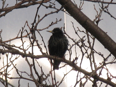 Is it possible for birds to shiver?