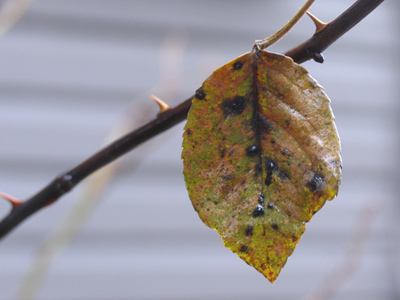 The once-fragrant rose bush has fallen on hard times.