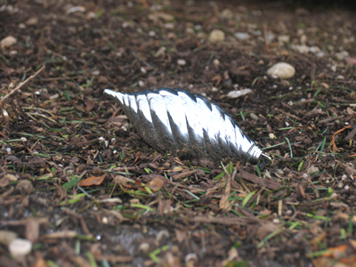 Seeds of next year`s Christmas trees have fallen on the ground to germinate.