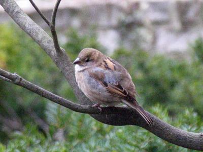 Having already eaten the worm, the early bird has little to do but wait until tomorrow morning.