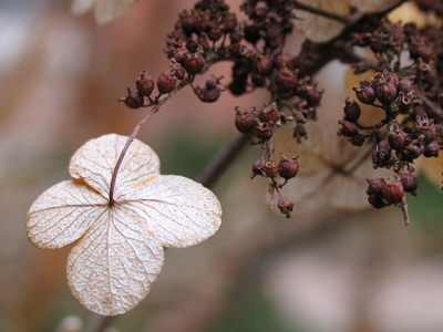 I`m looking over a four-leaf something that I overlooked before.