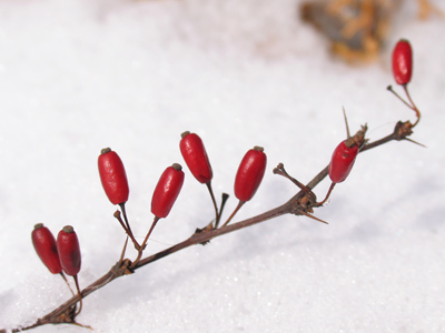 In another 24 hours, this snow will be gone.