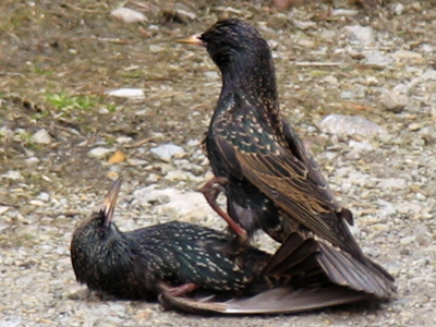 Angry birds fighting over nesting space.  The brutal contest was ended unfairly -- by a cat.  Now there`s only one bird...