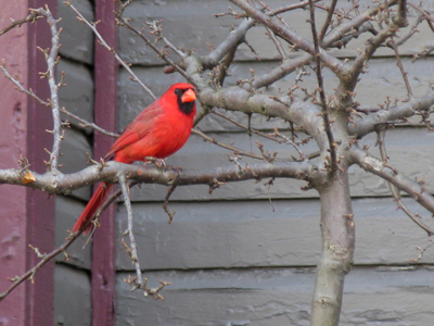 So I take a lot of cardinals, so what?  It is the state bird of Ohio, after all.