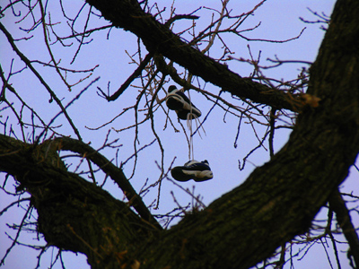 The first sign of spring:  the shoe trees are blooming.