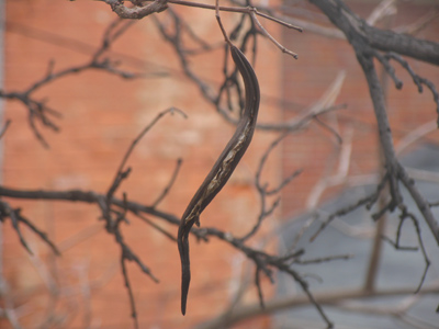 Still hanging around (see October 28).