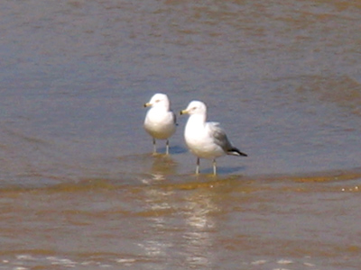 Morning at Miami Beach.