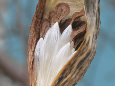 Silky seedlings sweetly slumber.