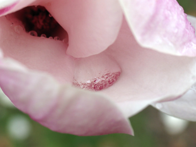 Within each dogwood blossom glistened a tiny reservoir.