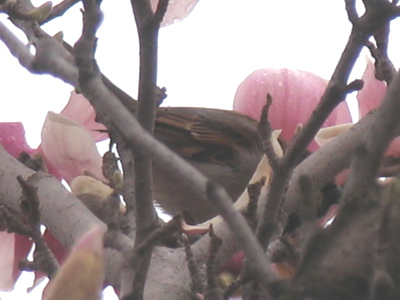 A bird drinking from same.