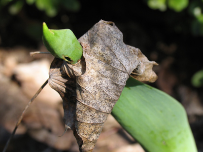 See, I told you they grow quickly.