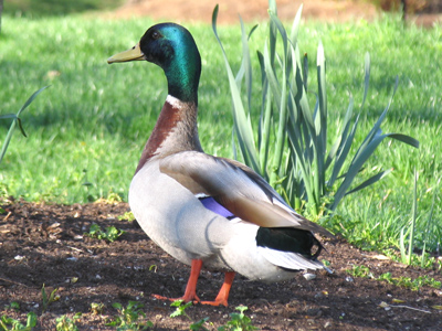 Okay, evolutionists:  why the orange feet?