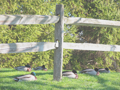 Edvard Grieg, Peer Gynt Suite No. 1 Op. 46: `Morning Mood.`