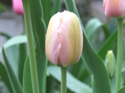 Tuesday 10:06am.  Oh yes, I had to continue this theme into a second [rainy] day.