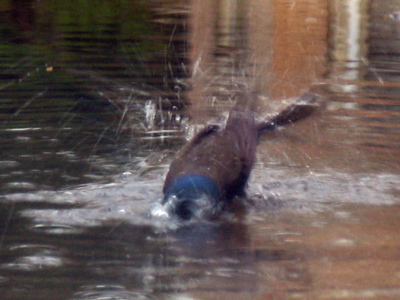 Splish-splash I was takin` a bath.